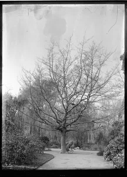 Specimen tree and bench in the Botanic Gardens, 1900