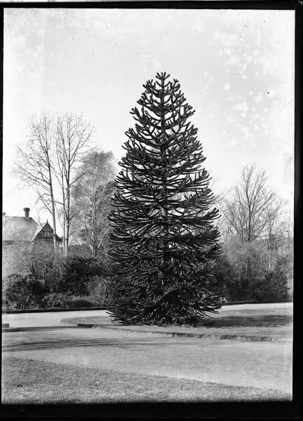 Monkey puzzle tree in the Botanic Gardens, 1900