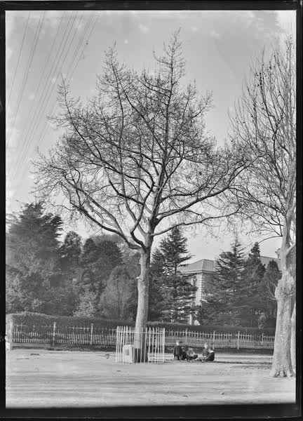 Group of children sitting by fenced specimen tree, 1900