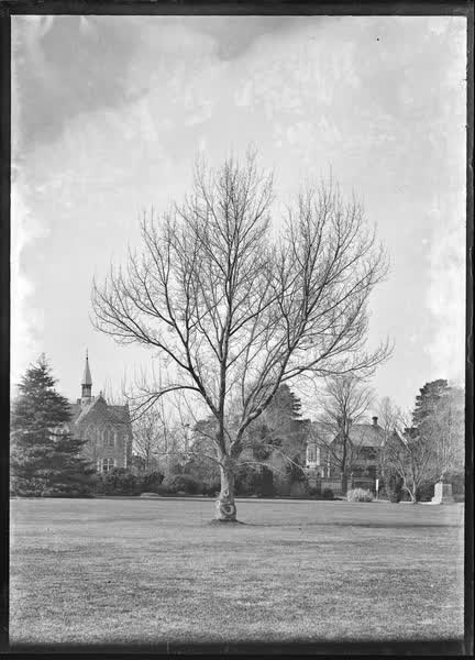 Specimen trees at eastern end of Botanic Gardens, 1900