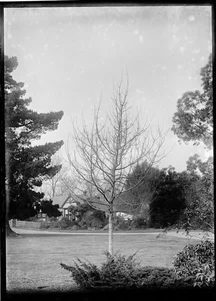 View across a lawn in the Botanic Gardens, 1900