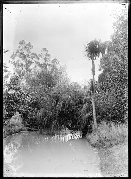 Pond in the Botanic Gardens, 1900