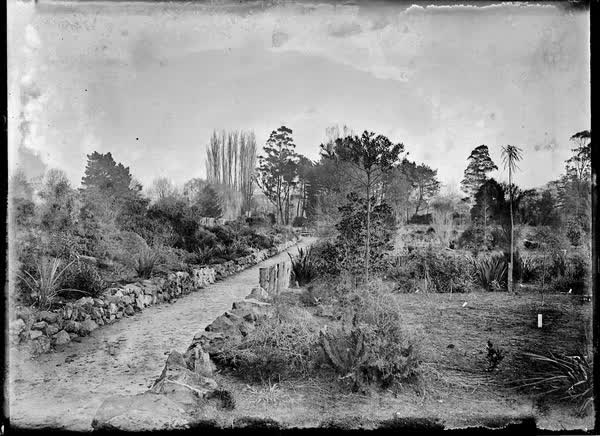 Young trees, shrubs and flaxes, Botanic Gardens, 1900