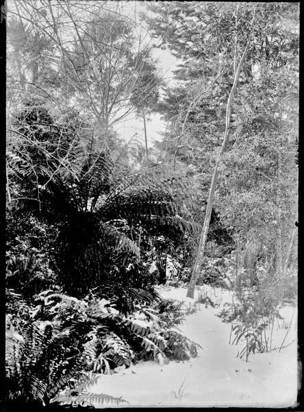 Bush view, in snow, 1900