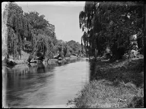 The Avon River and willows, 1900