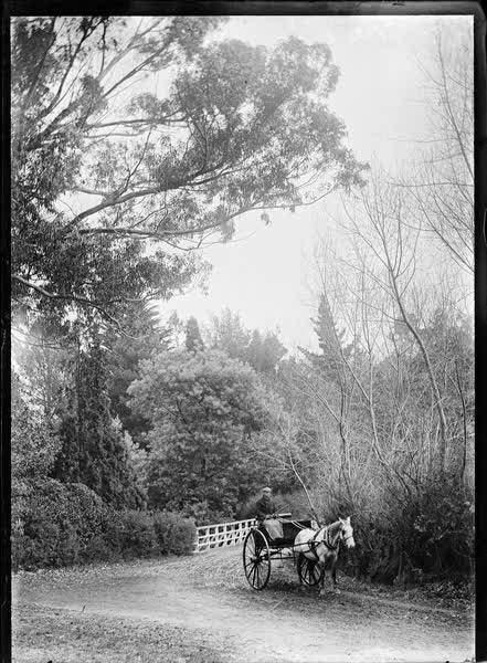 Road and bridge surrounded by trees, 1900
