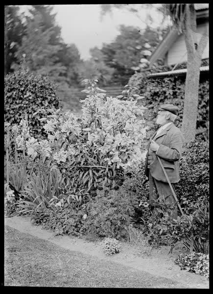 Man with a garden implement standing in a herbaceous border, 1900