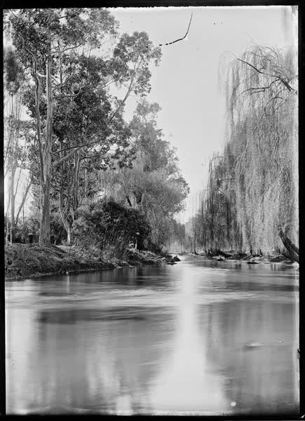 Avon River with weeping willows, 1900
