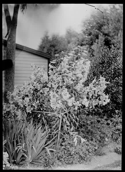 Herbaceous border with rhododendron, 1900