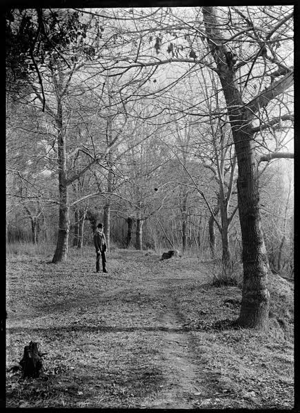 Path surrounded by mature trees, 1900