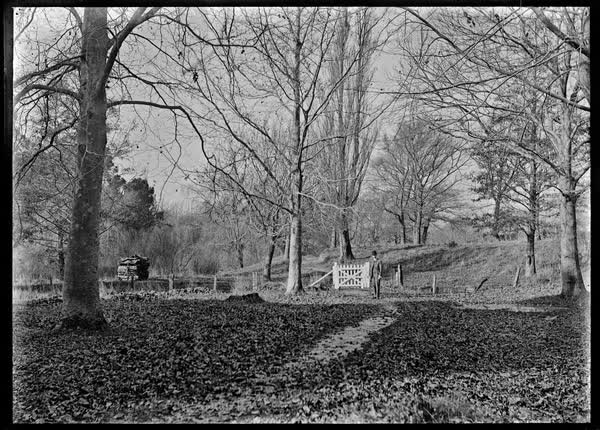 Park and mature trees, 1900