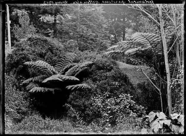 Botanical Gardens, Wellington, May 1902, 1902