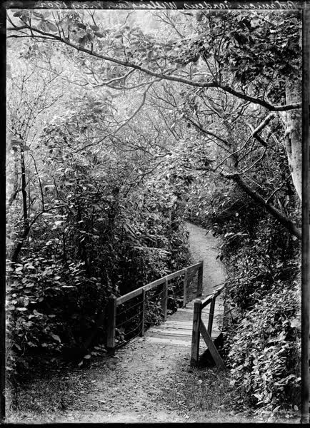 Botanical Gardens, Wellington, May 1902, 1902