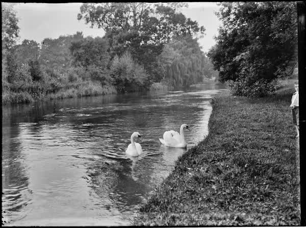 Two swans on the Avon River, 1900