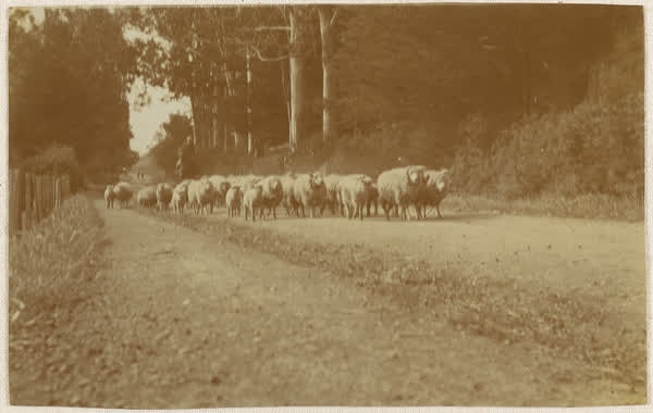 Sheep on Bridle Path Road going to  shearing sheds, 1900