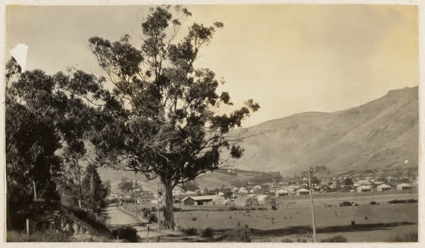 Blue gum tree on Bridle Path Road near Gimblett orchard, 1910