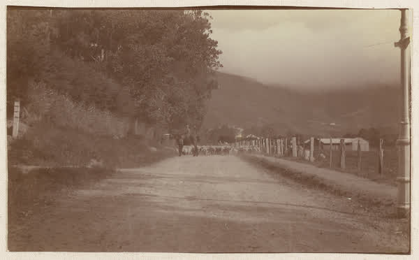 Herding sheep on Bridle Path Road, Heathcote Valley, 1910