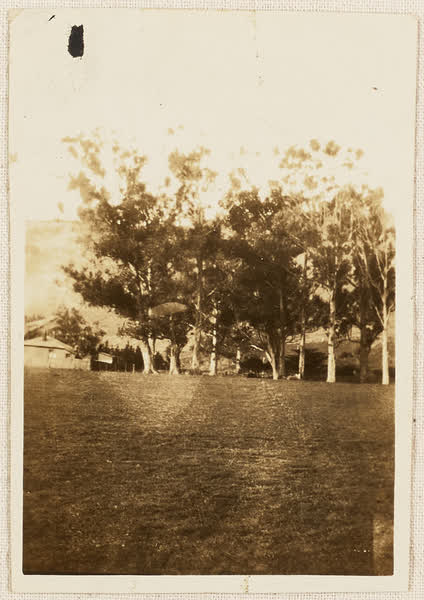 Group of blue gum trees in Heathcote Domain, 1910