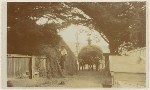 Haymaking at "Hillwood", 1910