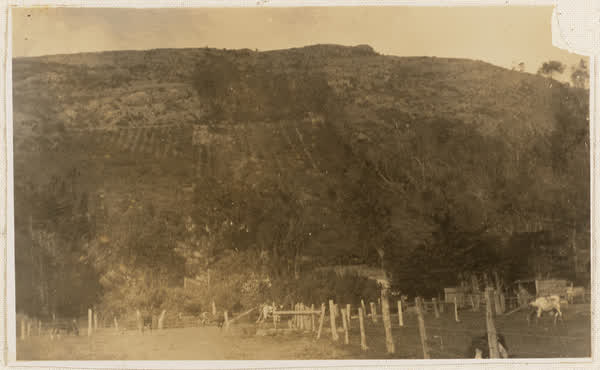 "Hillwood" Orchard, Heathcote Valley, 1900
