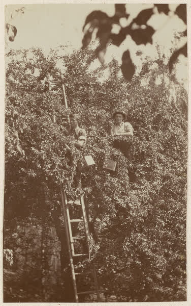 Two orchard workers gathering fruit from trees at "Hillwood", 1910