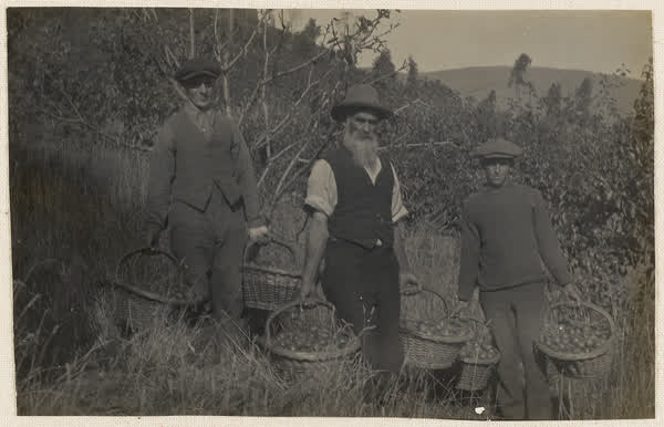 James Turner, Jack Salt and another worker carrying fruit, 1914
