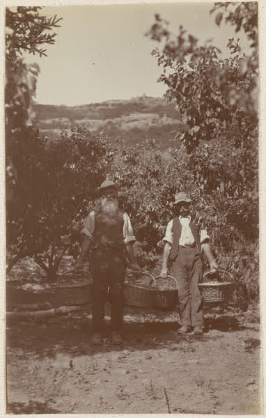 James Turner and another worker In "Hillwood" orchard, 1910