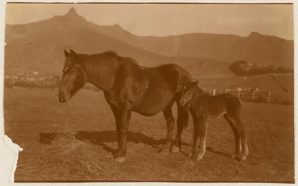 Horse and foal at "Hillwood", 1900