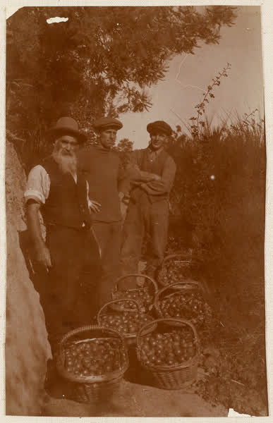 James Turner, Jack Salt and one other with baskets of fruit, 1914