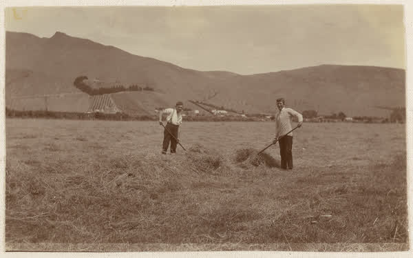 Making hay on the paddock land of "Hillwood" estate, 1910
