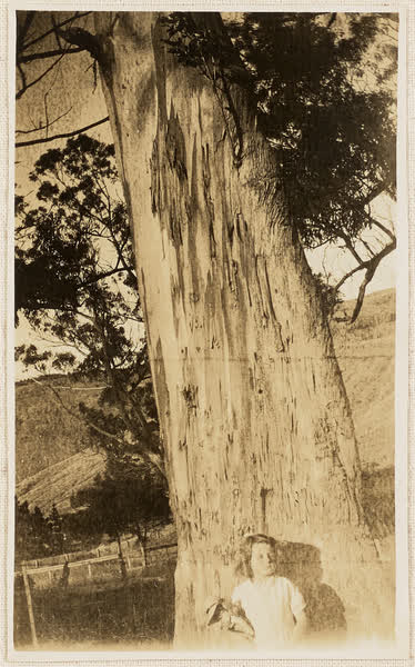 Ruth under bluegum tree on Bridle Path Road, Heathcote, 1931