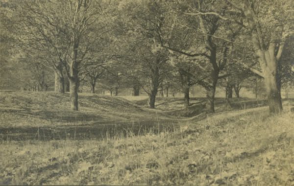 Trees in Hagley Park, 1940