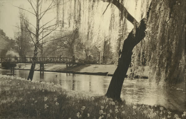 Daffodils beside the Avon River, 1940