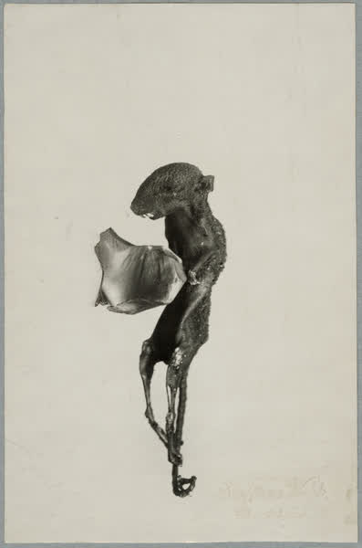 Incinerated mouse, 1929