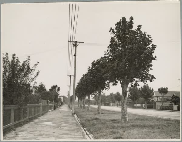 Trimmed trees on Linwood Avenue, 1940