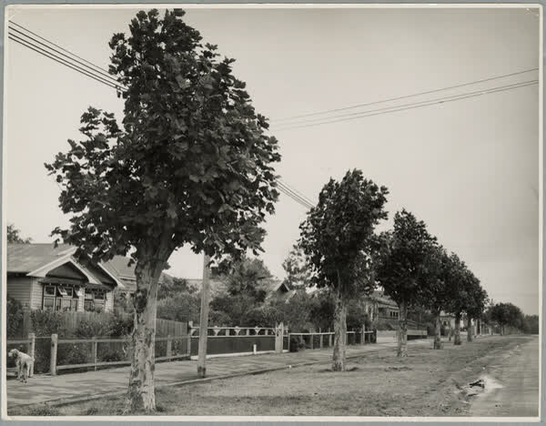 Trimmed trees on Linwood Avenue, 1940
