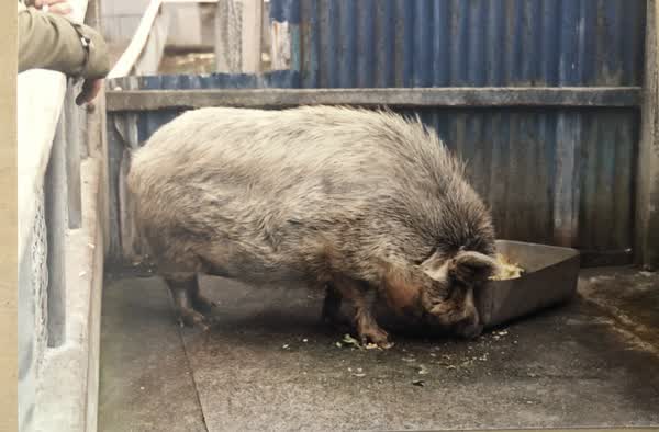 Pig at North Beach Zoo, 1986