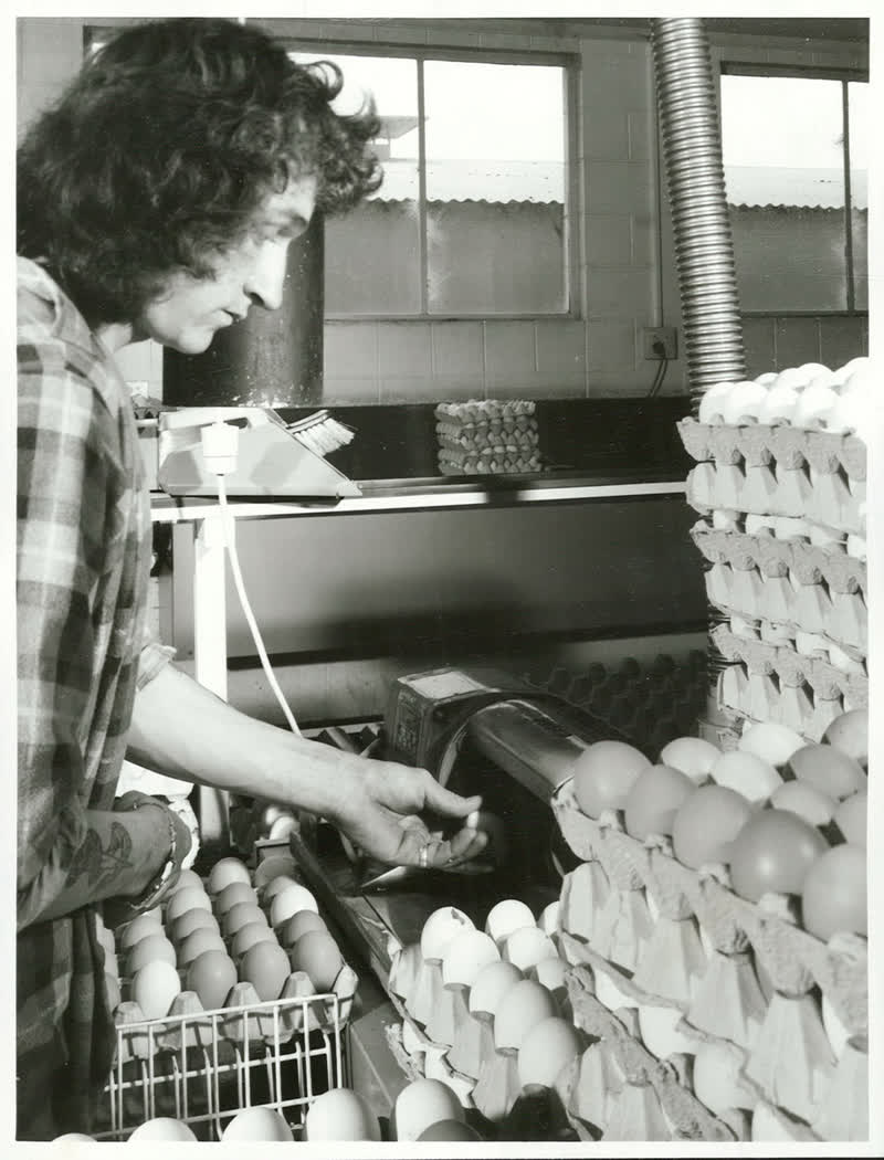 Food - Eggs, 1974