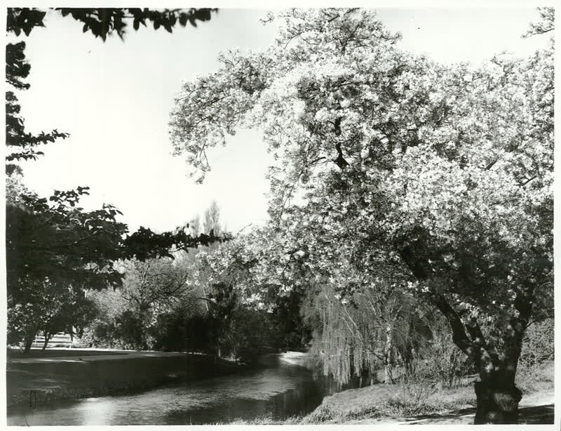 Canterbury - Christchurch City - Avon River, 1973