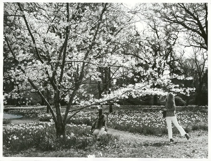 Canterbury - Christchurch City - Hagley Park, 1971