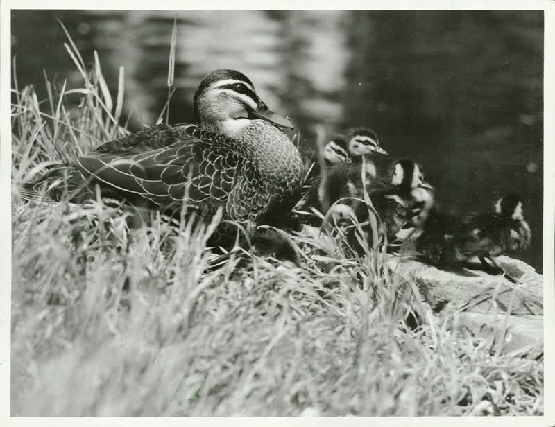 Birds - Ducks, 1956