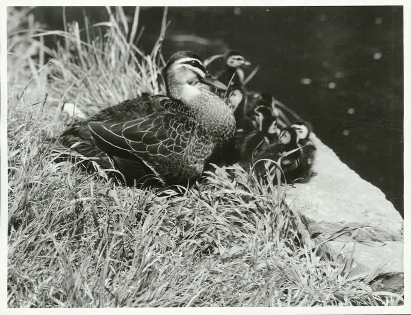 Birds - Ducks, 1956