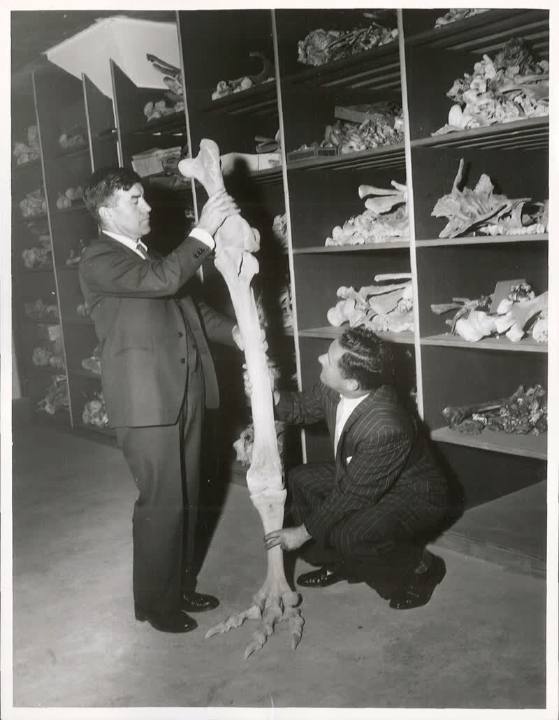 Birds - Moas, 1960