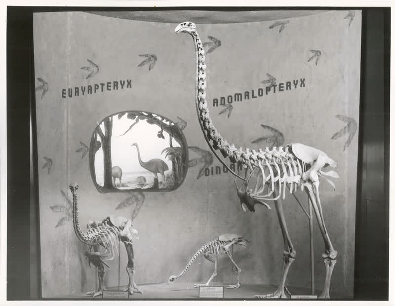 Birds - Moas, 1960