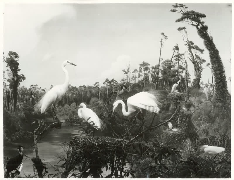 Birds - Herons, 1960