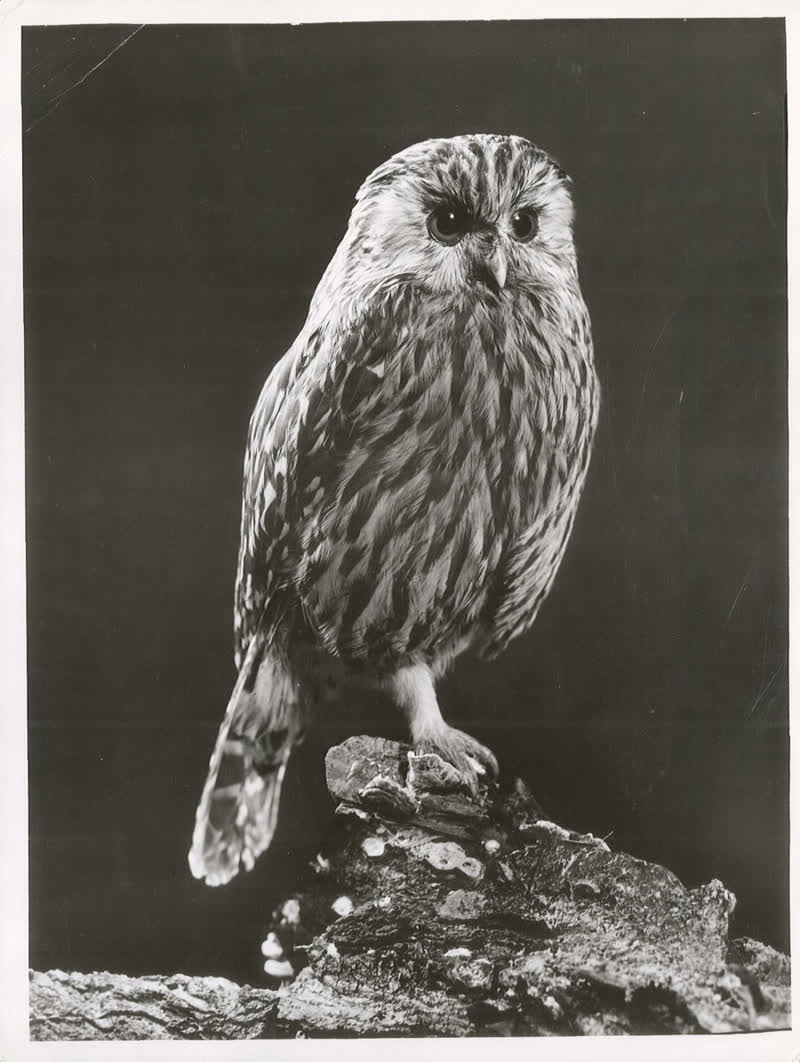 Laughing Owl (Sceloglaux albifacies), Maori name - Whekau, 1950