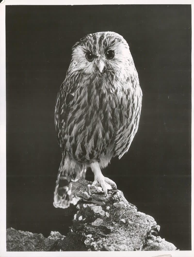 Laughing Owl (Sceloglaux albifacies), Maori name - Whekau, 1950