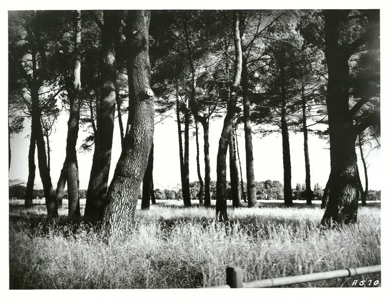 Christchurch, Canterbury, 1900