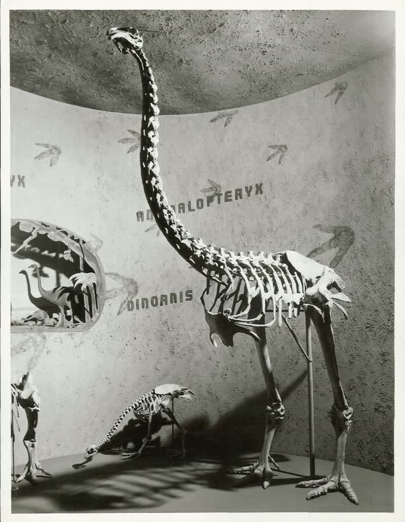 Moa Exhibit, 1955