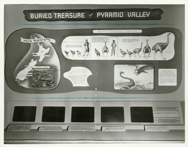Moa Exhibit, 1955
